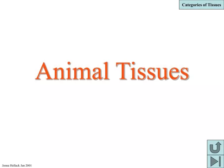 PPT - Animal Tissues PowerPoint Presentation, free download - ID:546273