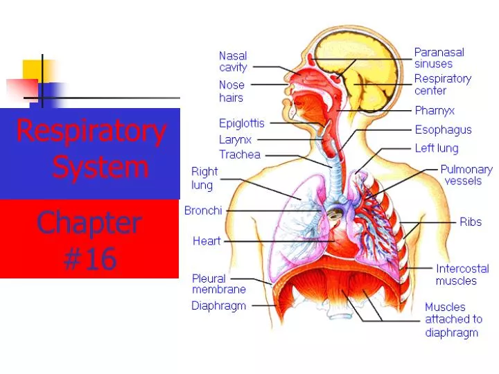 chapter 16 blood borne parhogens and principles of asepsis chapter 16 blood borne parhogens and principles of asepsis