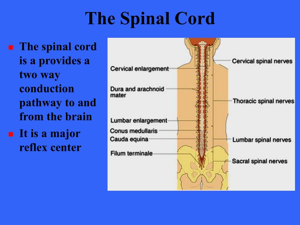Спинной и головной мозг тест 8 класс. Dura Mater of Spinal Cord. Спинной мозг. Spinal Cord structure. Spinal Cord membranes.