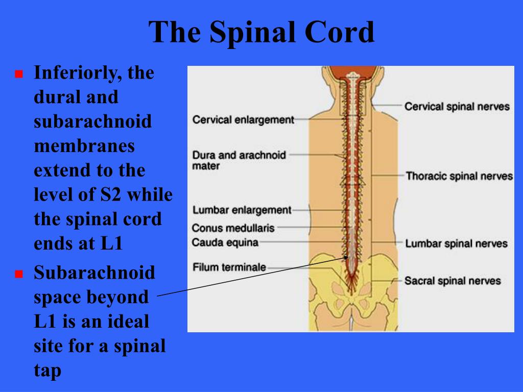 PPT - Spinal Cord PowerPoint Presentation, free download - ID:548263