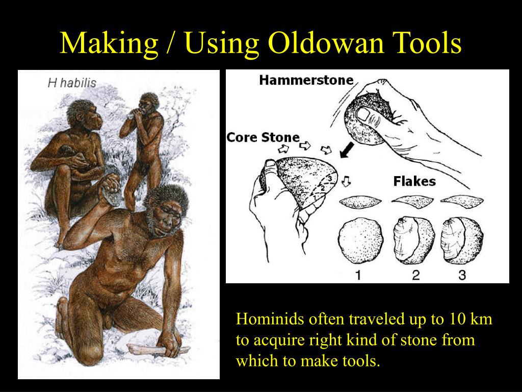 PPT The Human Story PowerPoint Presentation Free Download ID 548630