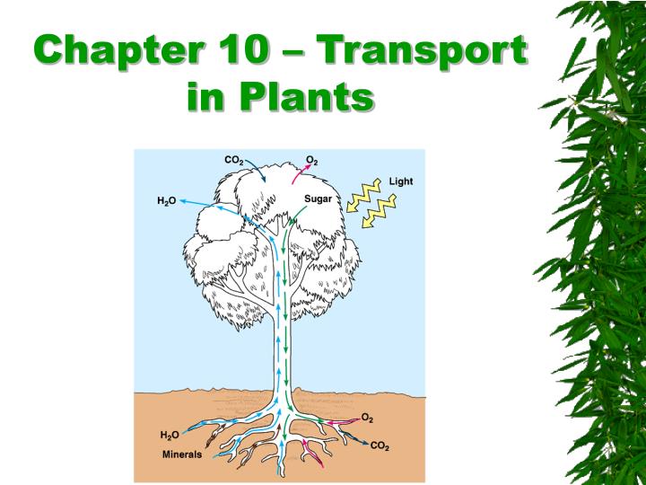 PPT - Chapter 10 – Transport In Plants PowerPoint Presentation, Free ...