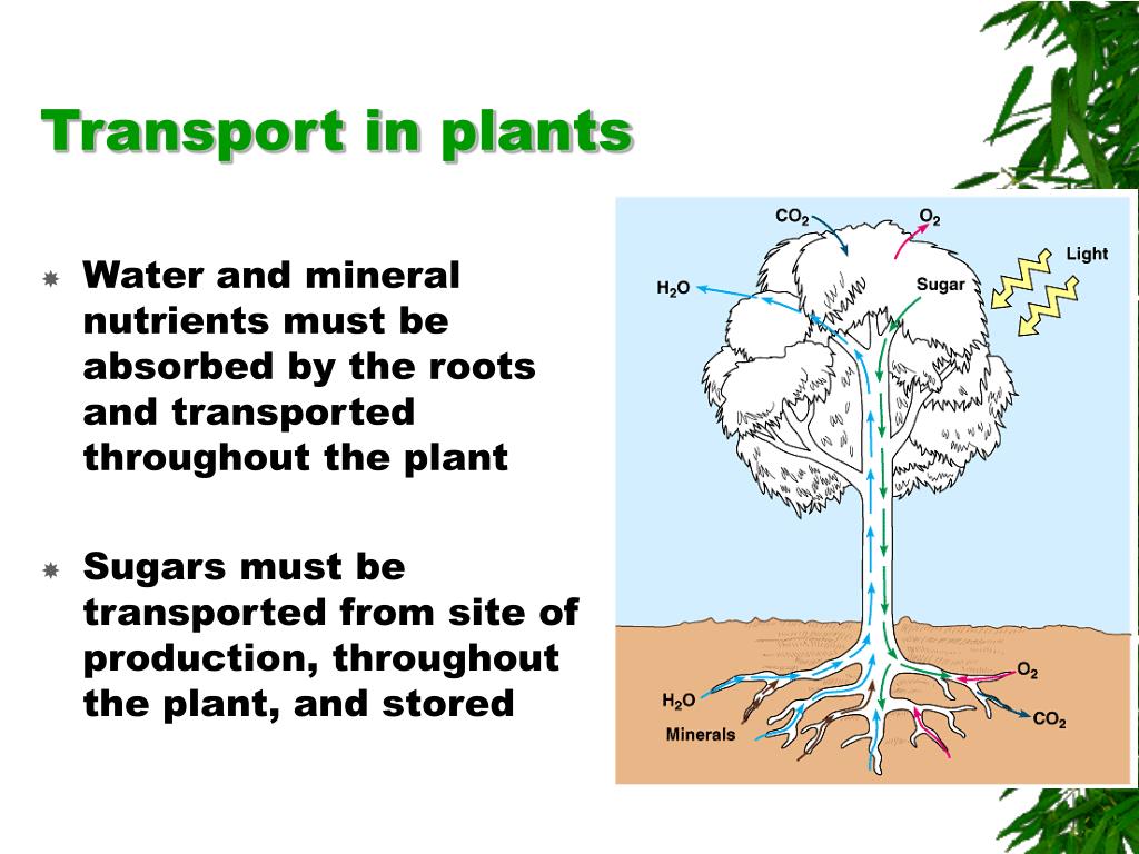 Looking for the plant. Transport in Plants. Transportation in Plants. Plant transport System. Na CL transport Systems in Plants.