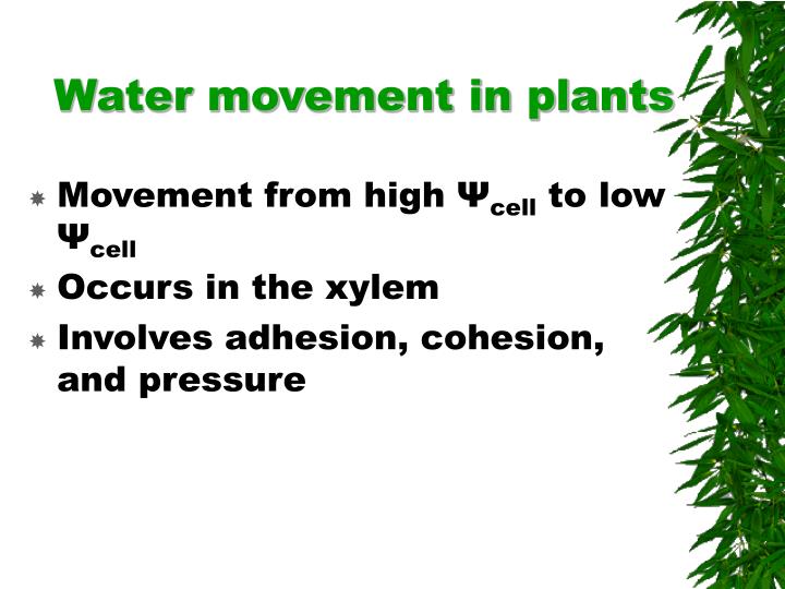 PPT Chapter 10 Transport in Plants PowerPoint