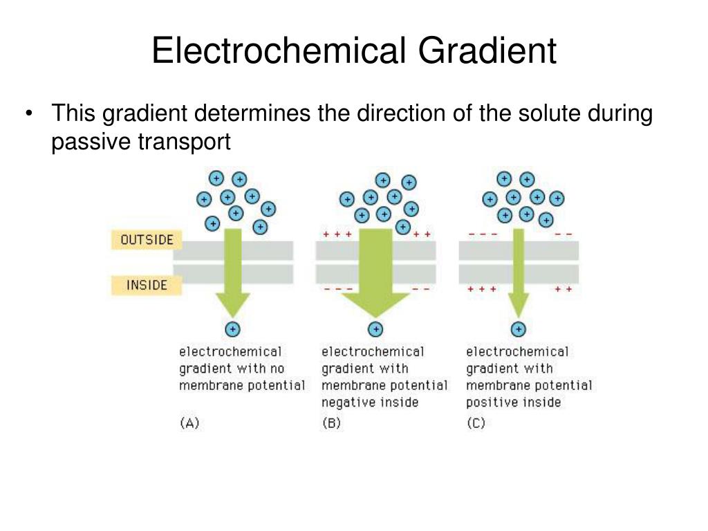PPT Chapter 12 PowerPoint Presentation, free download ID549548