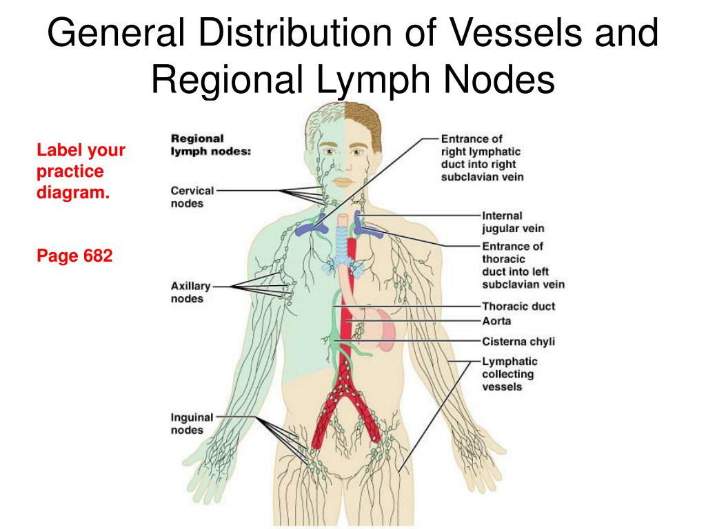 PPT - Chap 19 – Lymphatic System PowerPoint Presentation, free download
