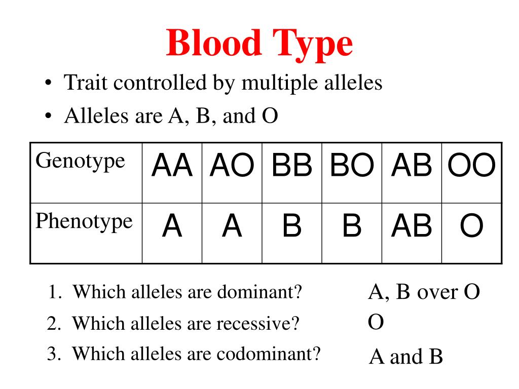 Get Blood Type O Is Recessive Pictures