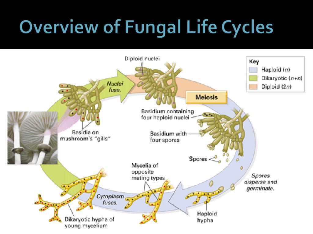Fungal Life Cycle 