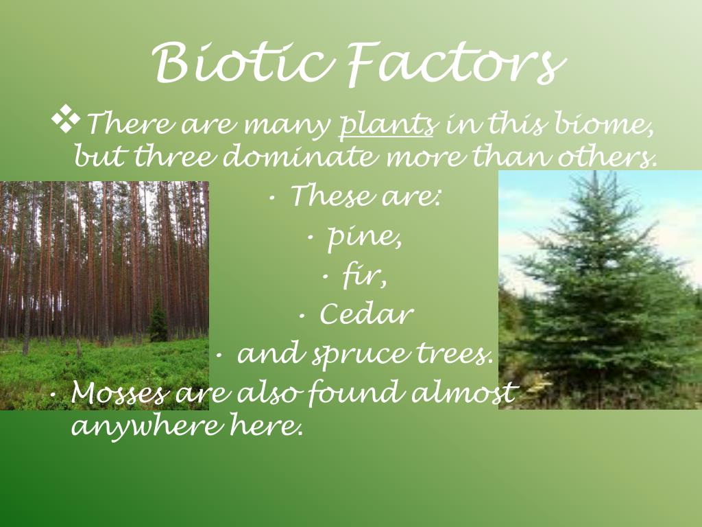PPT Coniferous Forest Biome PowerPoint Presentation, free download