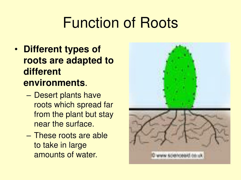 Root functions