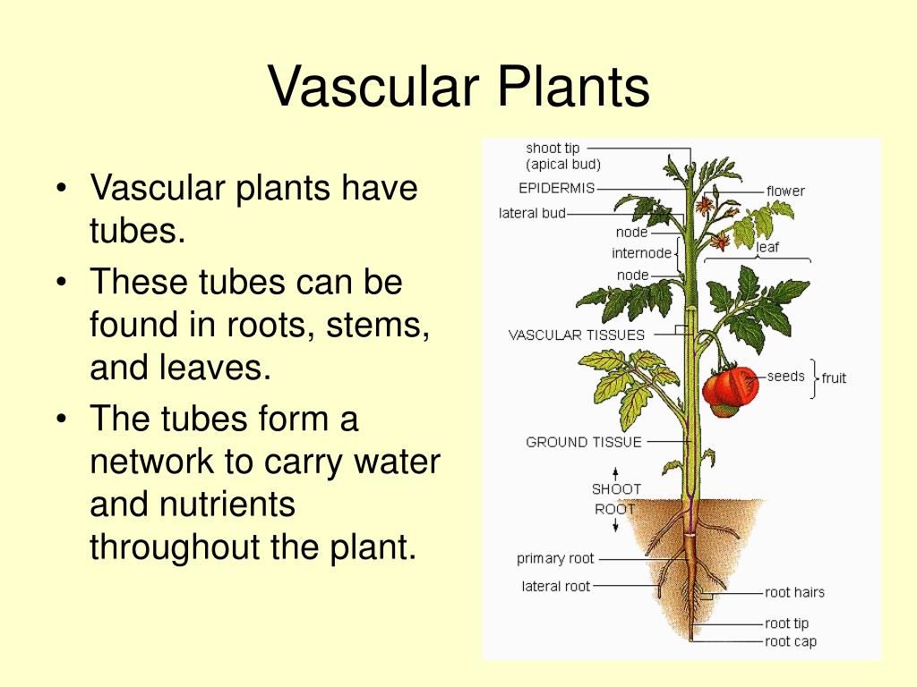 Vascular Plants. Plant and the functions. The Plant list.