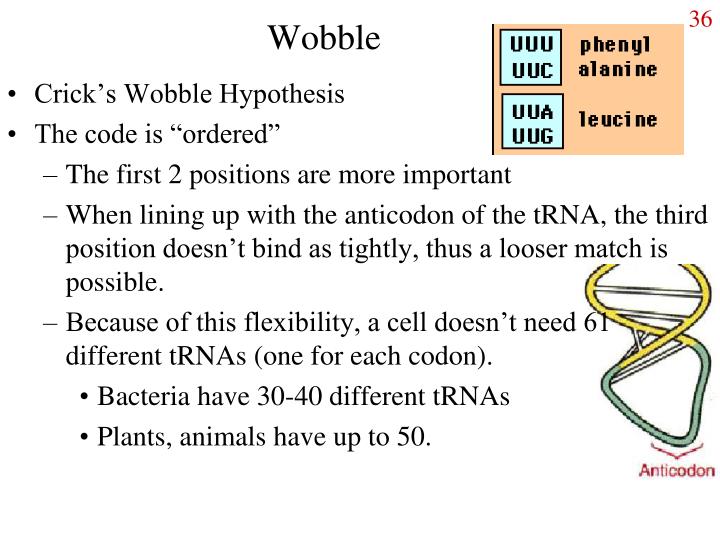 wobble hypothesis trna
