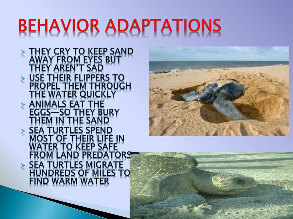 seaturtle behavior seaturtle behavior