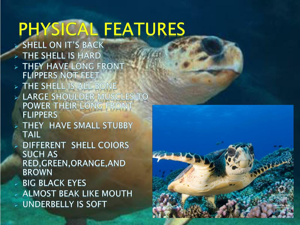 PPT SEA TURTLES PowerPoint Presentation Free Download ID 558503