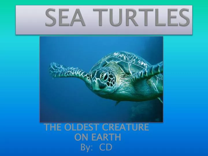 PPT - SEA TURTLES PowerPoint Presentation, free download - ID:558503