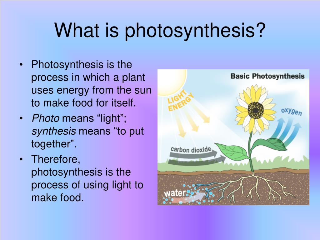 define the term of photosynthesis