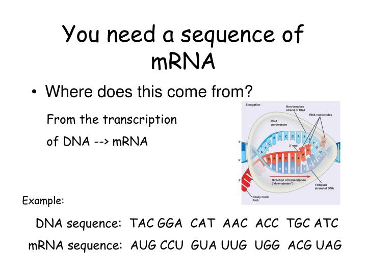 images Mrna Codon Chart Tac slideserve