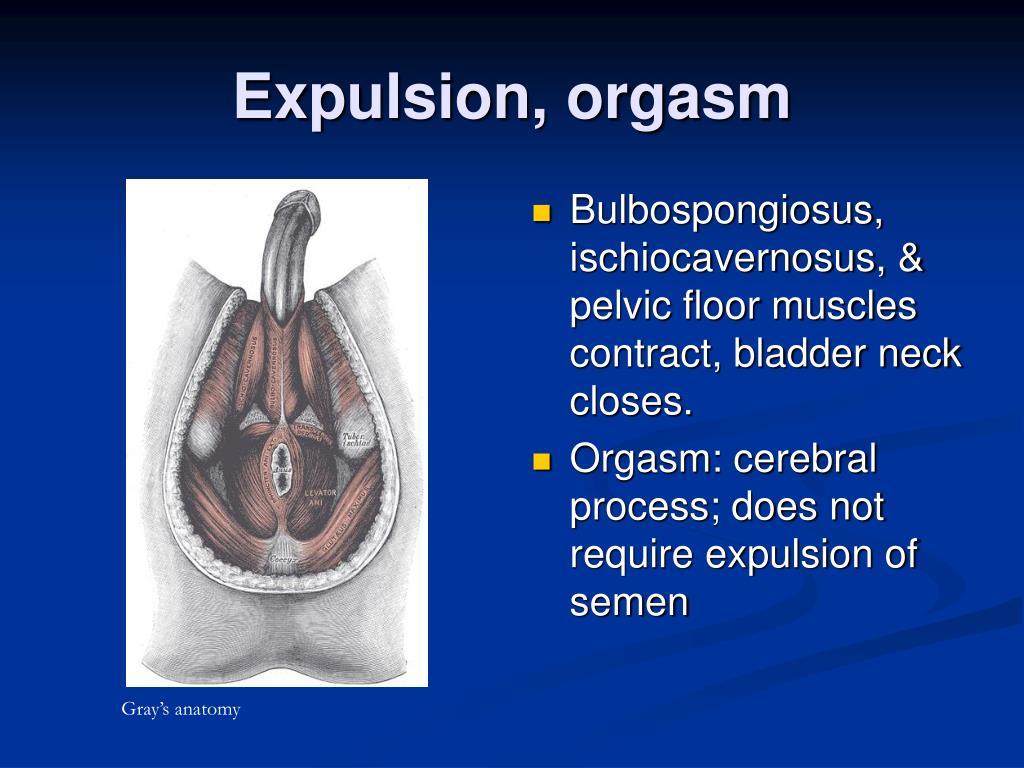 PPT Control of Ejaculation PowerPoint Presentation, free download ID560180