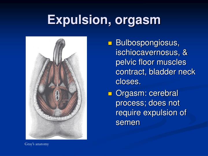 PPT Control Of Ejaculation PowerPoint Presentation ID 560180