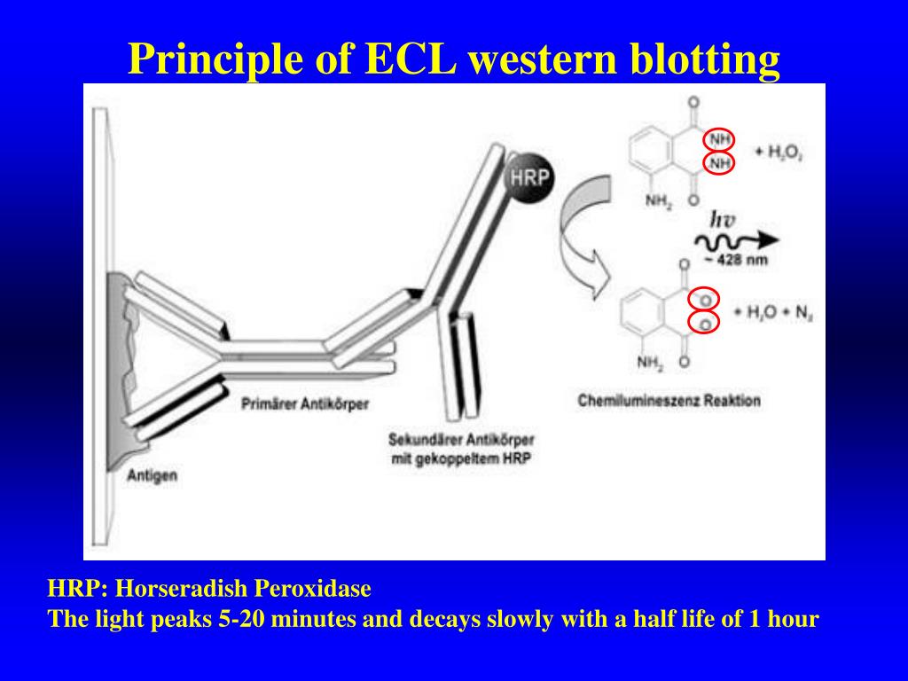 PPT - Principle of ECL western blotting PowerPoint Presentation, free  download - ID:560280