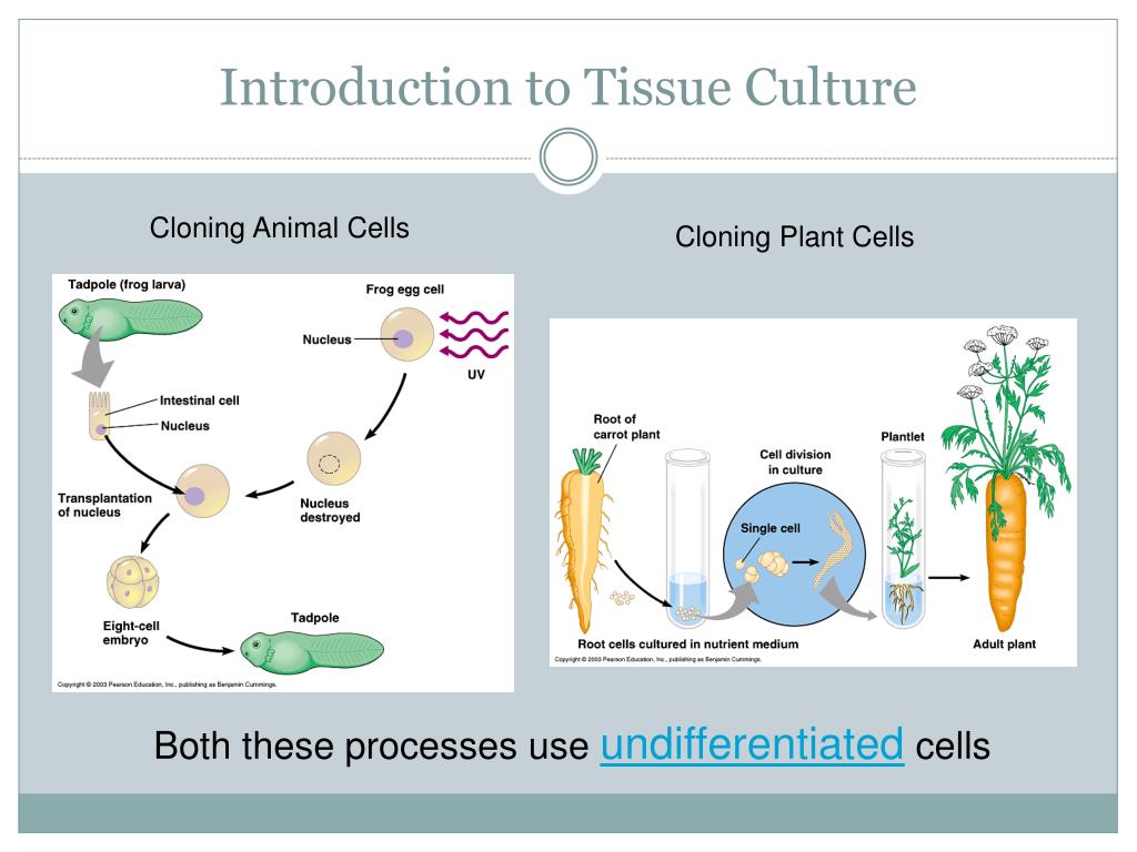 Plant tissues. Plant Tissue Culture. Cell and Tissue Culture. Animal Tissue. Growing Tissue Cultures.