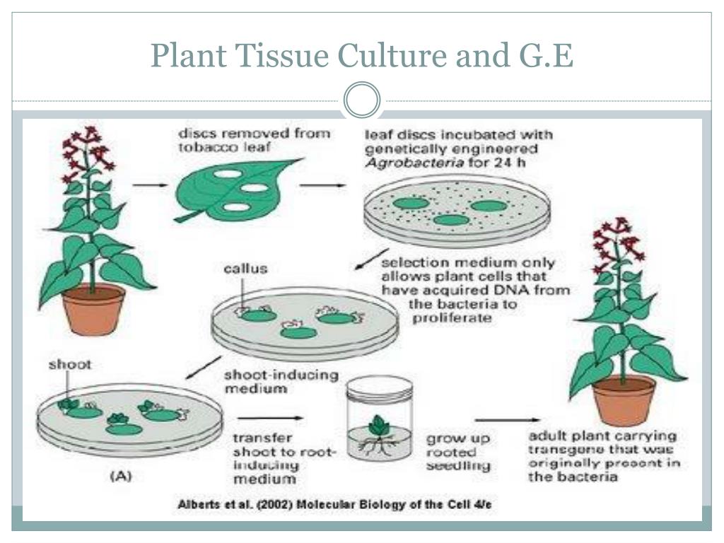 Plant culture. Plant Tissue Culture. In vitro растения Каллус. Растения in vitro методы. Plant Cell Culture.