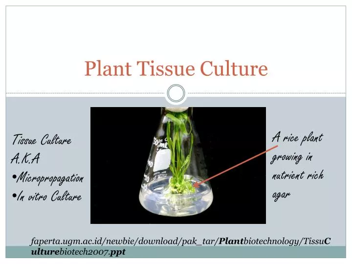 ppt-on-tissue-culture-riset