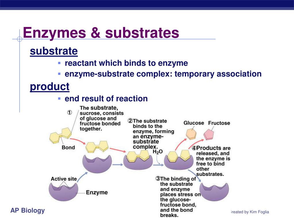 PPT Chapter 6. Metabolism & Enzymes PowerPoint Presentation ID562848