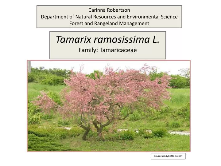 tamarix ramosissima l family tamaricaceae n.