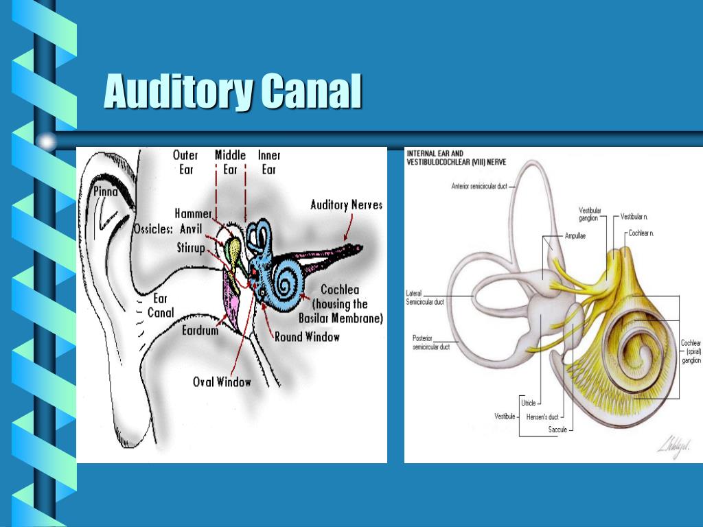 auditory canal function auditory canal function