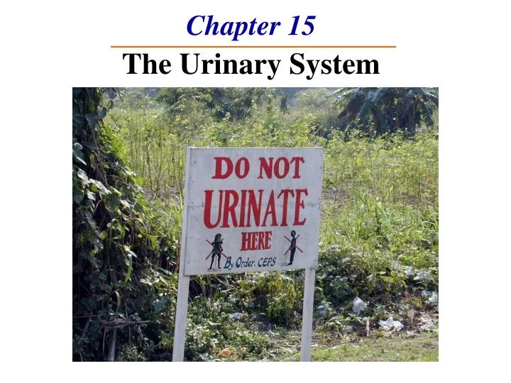 chapter 15 the urinary system n.
