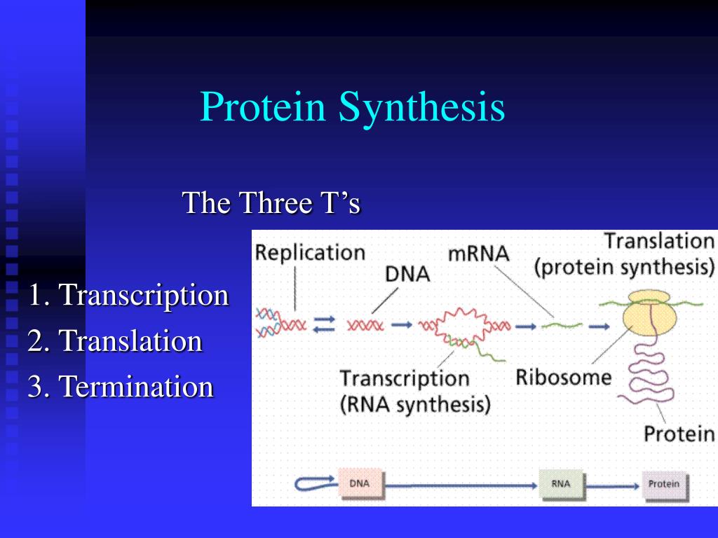 protein synthesis pdf ppt notes