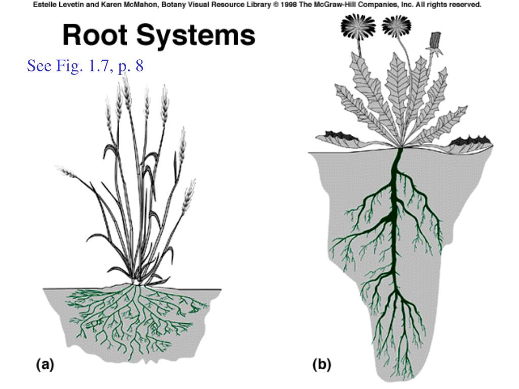 Plant body. Шалфей корневая система. Корневая система салата. Шалфей Тип корневой системы. Корневая система салата листового.