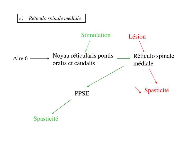 Spasticité PPT - PHYSIOPATHOLOGIE DE LA SPASTICITE PowerPoint Presentation - ID:570928
