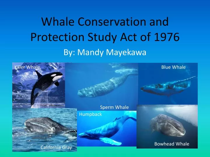 whale conservation and protection study act of 1976 n.