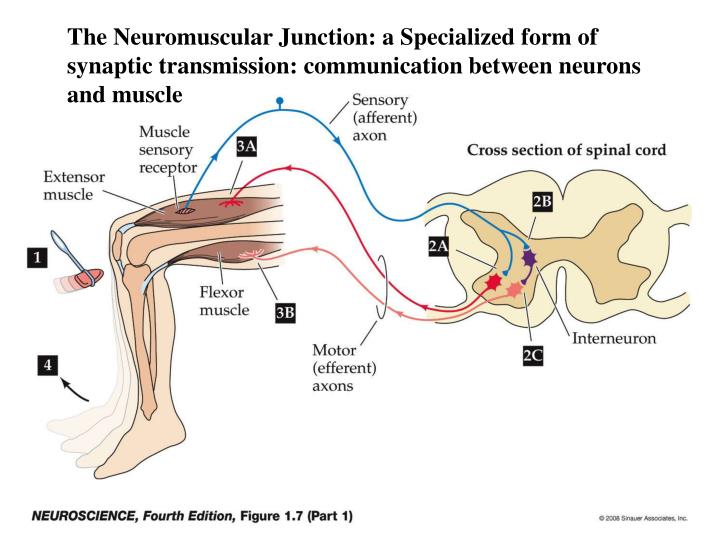 PPT - The Neuromuscular Junction PowerPoint Presentation - ID:572079