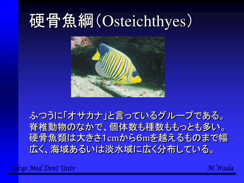 硬骨魚綱