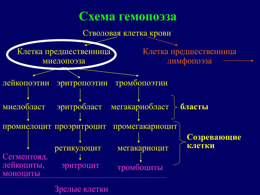 Этапы гемопоэза. Схема гемопоэза. Лимфопоэз. Тромбопоэтин. Схема гемопоэза гистология.