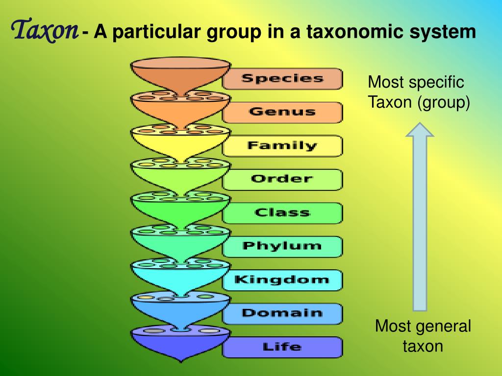 Домен таксон. Taxonomic. Taxonomic classification of Human. Таксоны жизнь. Taxonomic ierarhy растений.