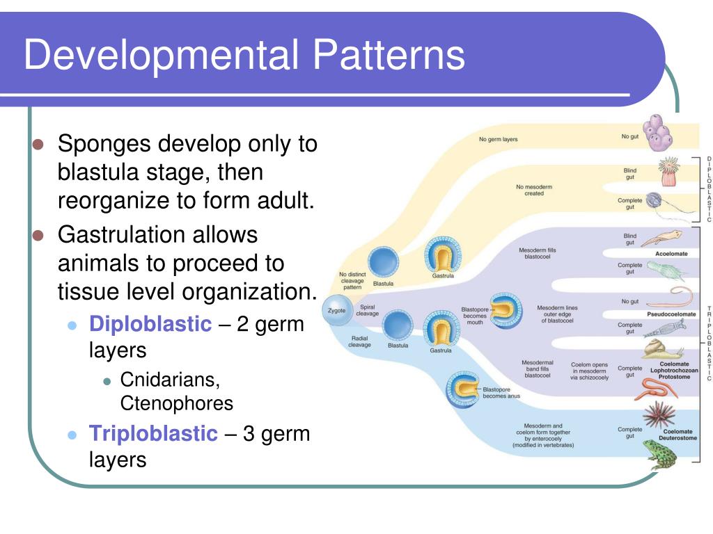 PPT Architectural Pattern of an Animal PowerPoint Presentation ID