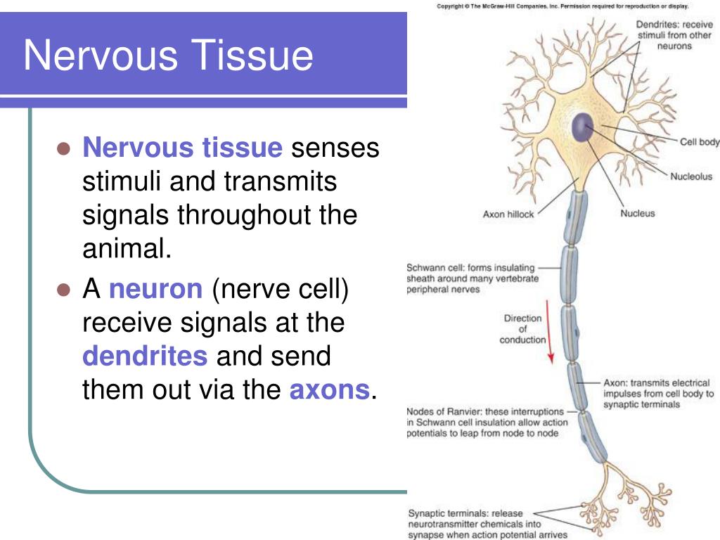 The Purpose Of Nervous Tissue Is