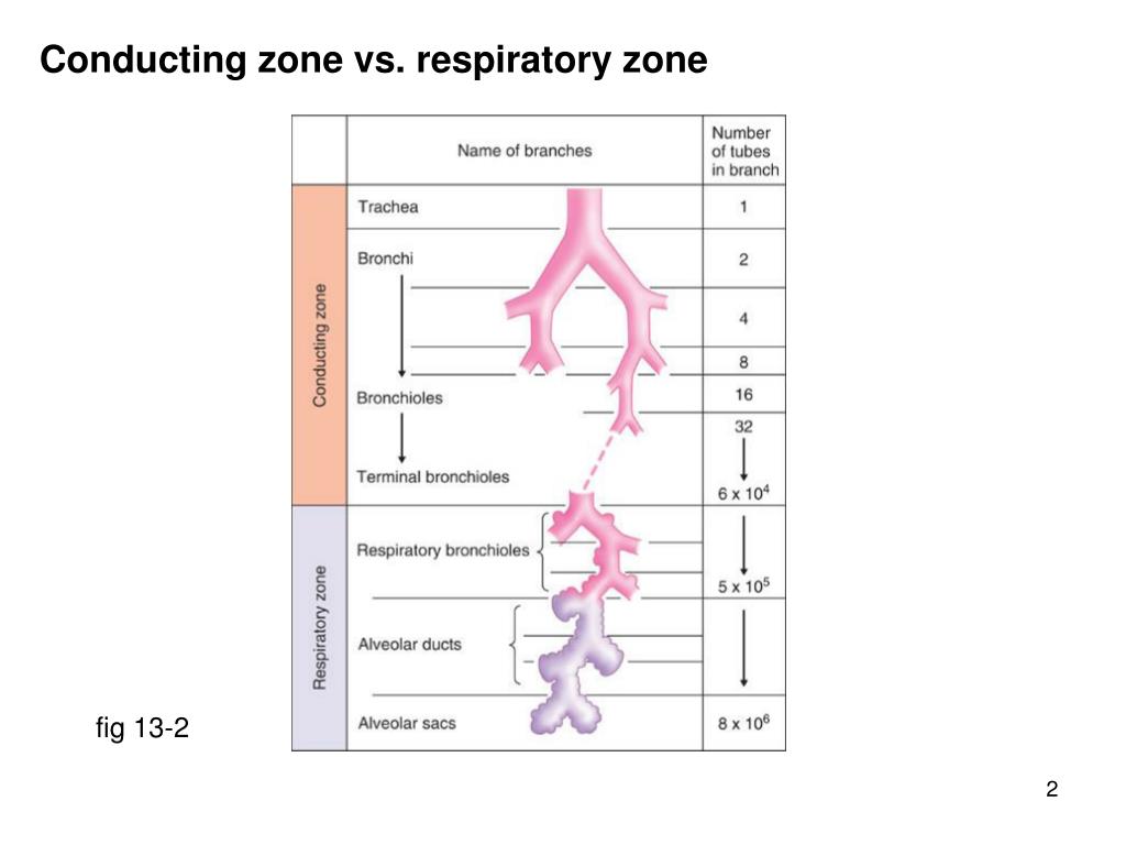 PPT - Respiratory tract anatomy PowerPoint Presentation, free download