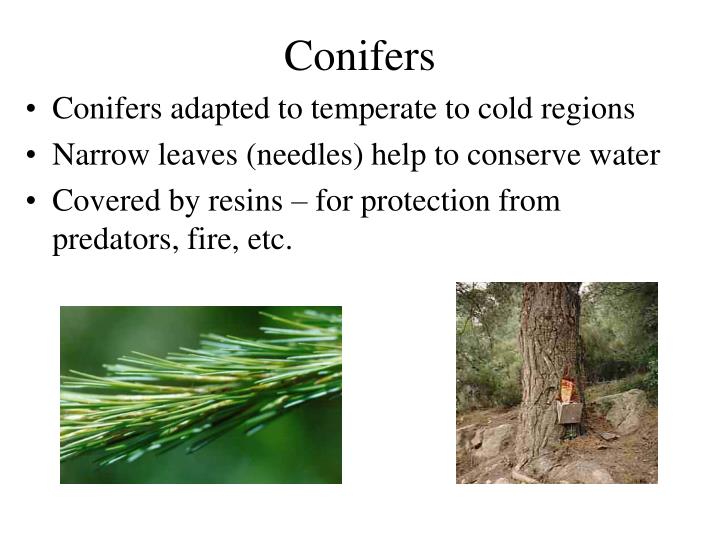 PPT Gymnosperm Intro and evolution Life cycle and