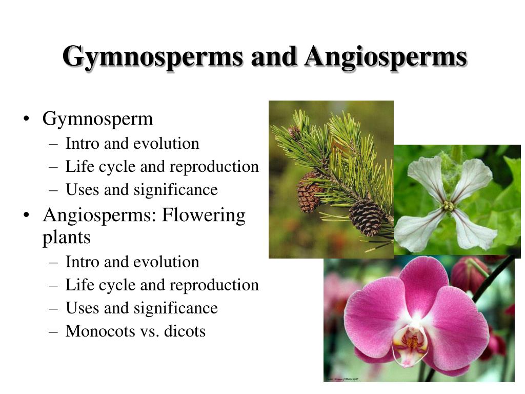 Angiosperms (Flowering Plants) •