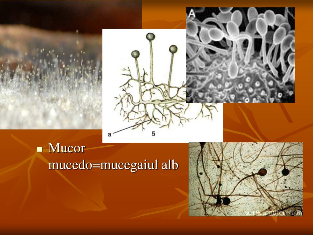 Мукор царство. Мукор муцедо. Плесневые грибы мицелий. Плесневые грибы Mucor. Гриб мукор (Mucor).