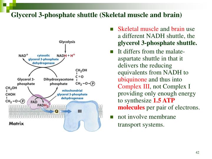 PPT Chapter 19 OXIDATIVE PHOSPHORYLATION AND PHOTOPHOSPHORYLATION PowerPoint Presentation ID