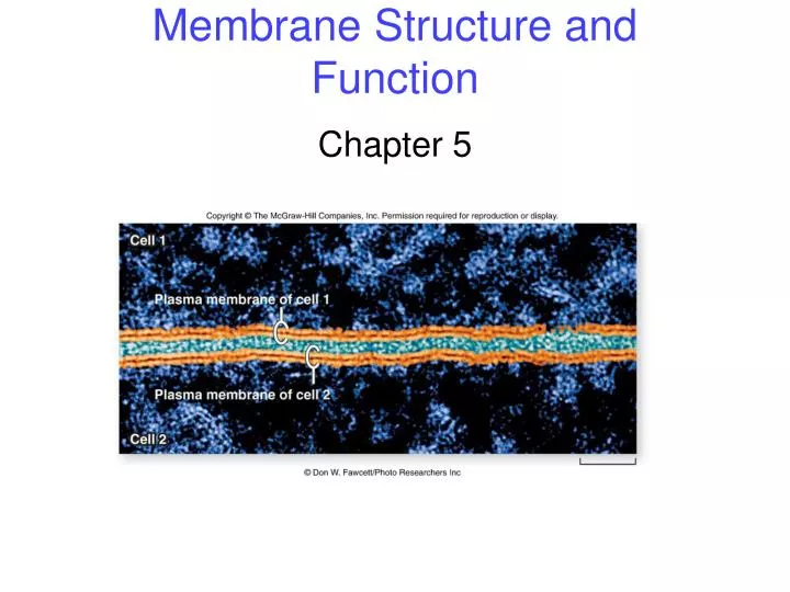 membrane structure and function n.