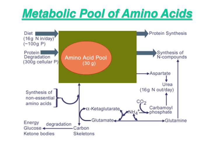 PPT 1 Amino Acid Metabolism PowerPoint Presentation