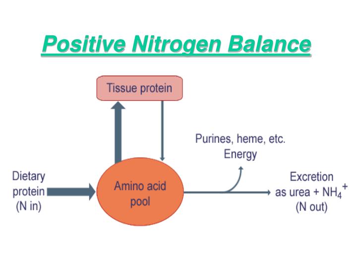 PPT - # 1 Amino Acid Metabolism PowerPoint Presentation - ID:582276