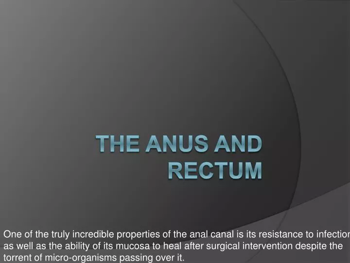 the anus and rectum n.